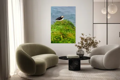 Puffin resting on grass by the sea in Borgarfjordur Eystri Reproduction