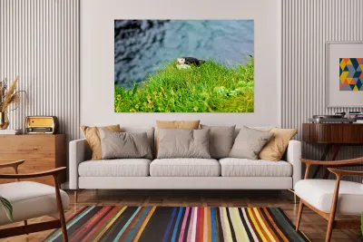 Puffin resting on grass at Borgarfjordur Eystri in Iceland Reproduction