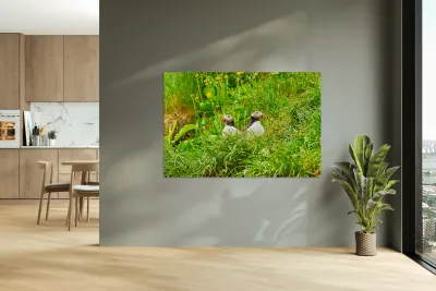 Two puffins resting in Borgarfjordur Eystri Iceland Reproduction