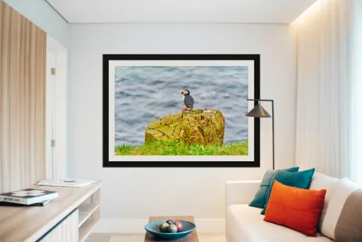 Puffin on rock at Borgarfjordur Eystri in Iceland by the ocean Reproduction