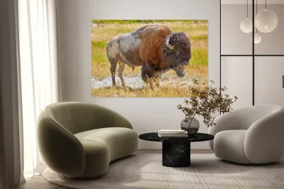 Wild american bison in Yellowstone National Park during summer Reproduction