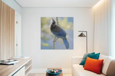 Steller’s Jay Reproduction