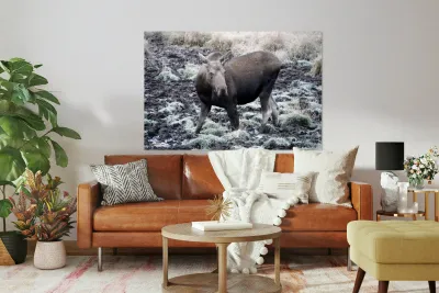 Cow moose 1 Reproduction