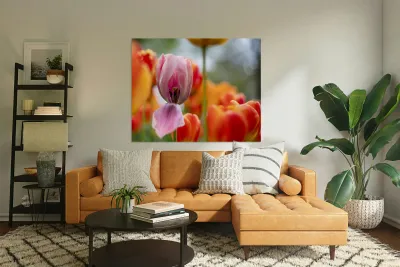 SBP5727 Reproduction