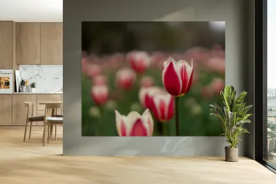 SBP6625 Reproduction