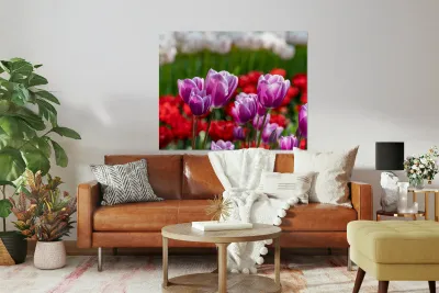 SBP6480 Reproduction