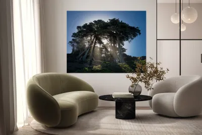 Sunbeams from large pine or fir trees  Reproduction