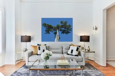 Old Cedar tree at Appomattox National Park Reproduction