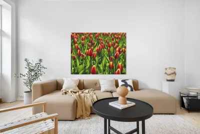 Tulip Background Reproduction