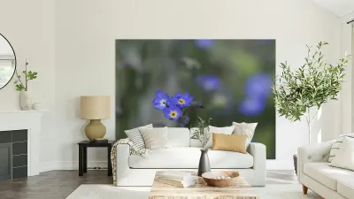 Myosotis Sylvatica Reproduction