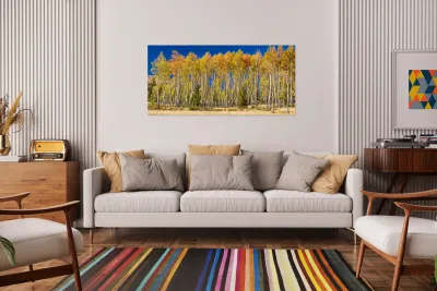 autumn aspen trees Panorama1 Reproduction