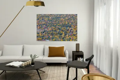 Colorful Trees Boulder Colorado Reproduction