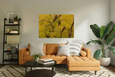 Cottonwood Tree Fall Foliage Reproduction