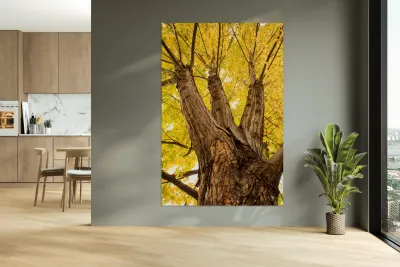 Big Maple Reproduction