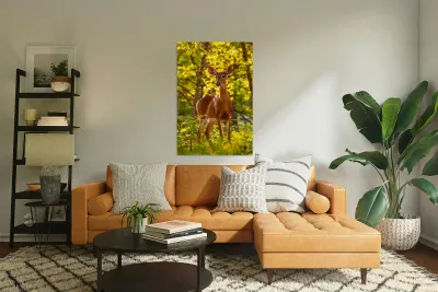 White tailed deer feeds at Big Meadow Reproduction