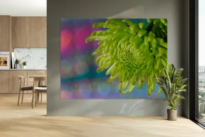 Green Chrysanthemum Reproduction