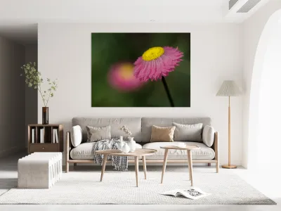 Strawflower Reproduction