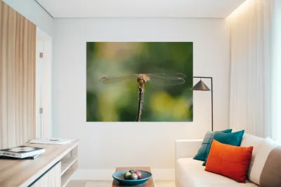 Dragonfly Reproduction