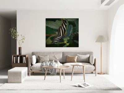 black and white butterfly Reproduction