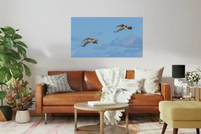 Two Cuban pelican in flight Reproduction