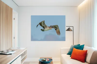 Pelican cuban - 8 Reproduction