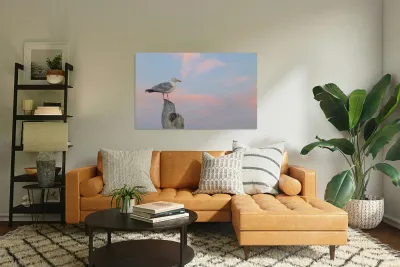 Seagull beautiful sky Reproduction