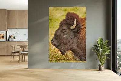 Bison Headshot Profile a Reproduction
