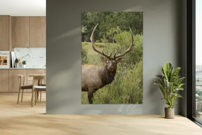 Bull Elk Eyes Reproduction