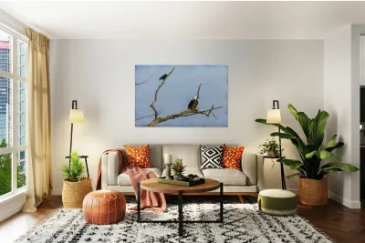 Bald Eagle Crow Reproduction