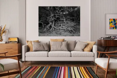 Storm erosion on tree roots at Kee beach Reproduction