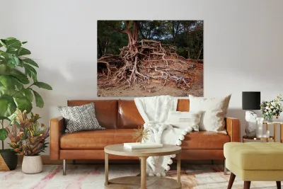 Storm erosion on tree roots at Kee beach Reproduction