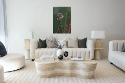 Northern Pygmy Owl Reproduction