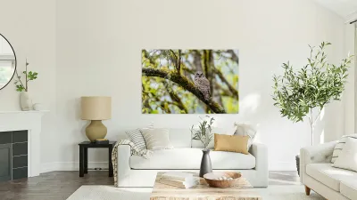 Barred Owl Reproduction