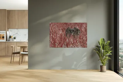 Northern Hawk Owl Reproduction