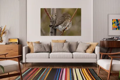 Northern Pygmy Owl Reproduction