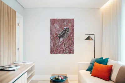 Northern Hawk Owl Reproduction