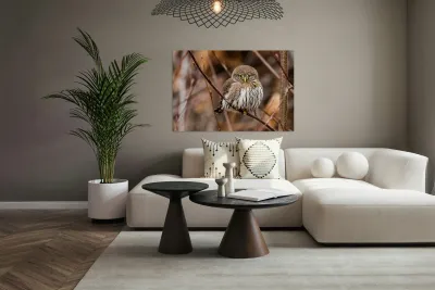 Northern Pygmy Owl Reproduction