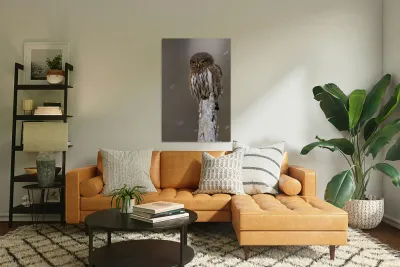 Northern Pygmy Owl Reproduction