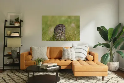 Great Gray Owl Reproduction