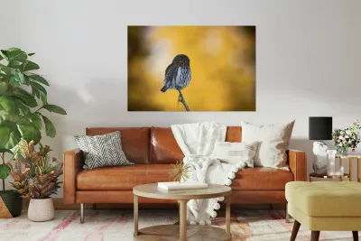 Northern Pygmy Owl Reproduction