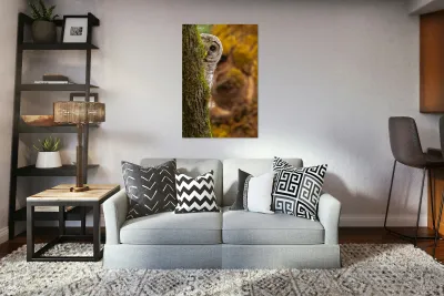 Barred Owlet Reproduction