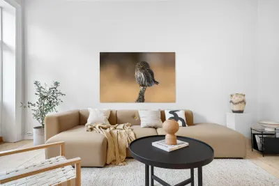 Northern Pygmy Owl Reproduction