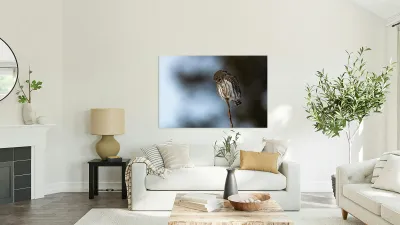 Northern Pygmy Owl Reproduction