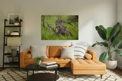 Great Gray Owl Reproduction