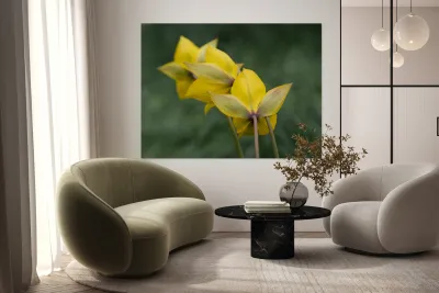 Spring Forward Reproduction