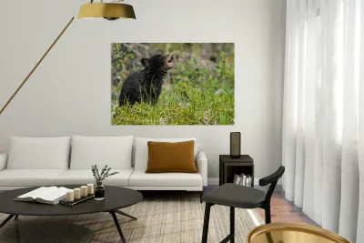 Black Bear Cub Reproduction