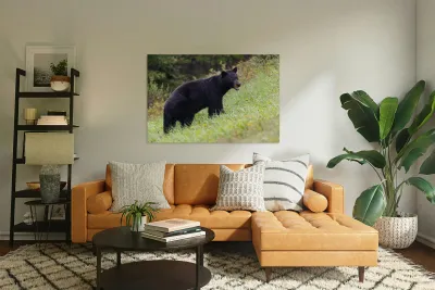Black Bear Reproduction