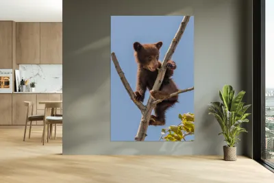 Black Bear Cub Reproduction