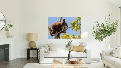 Black Bear Cub Reproduction