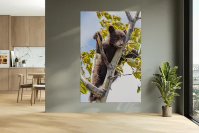 Black Bear Cub Reproduction